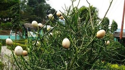 梦境奇缘，解读梦见树上结了很多鸡蛋的深层含义