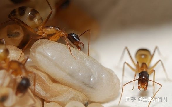 家里小黄蚂蚁哪里来的