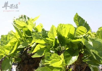 什么植物祛斑效果最好