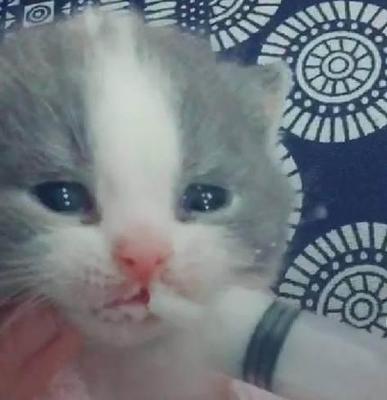 怎么给小猫喂奶粉