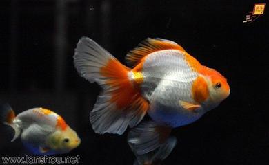 龍沙區(qū)花卉市場波波水族商店（龍大花卉市場有水族嗎）