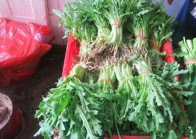 树菜孕妇可以吃吗