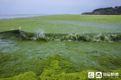 青岛浒苔什么时候结束