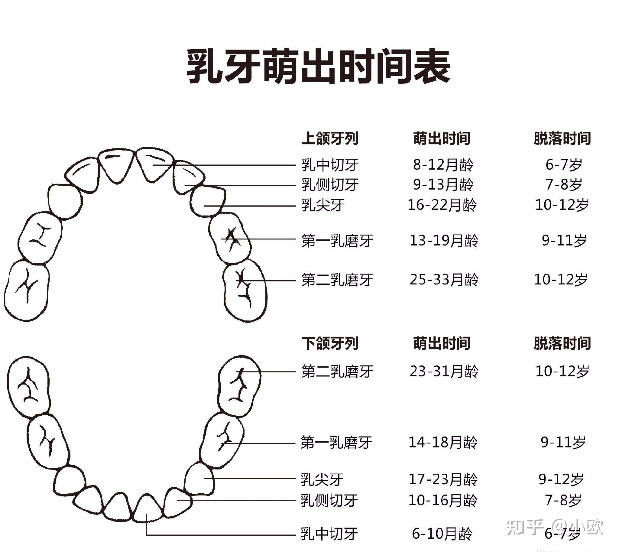 小孩几个月开始长牙齿