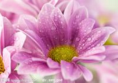 孕妇梦见鲜花