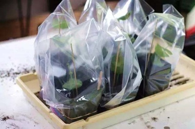 冬季养花盖上塑料袋