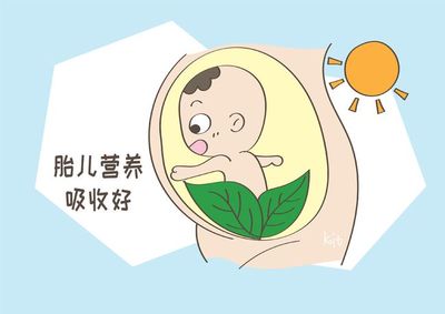 胎儿吸收营养过程图
