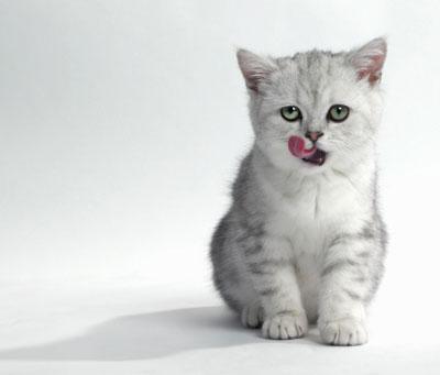 周公解梦梦见给猫洗澡