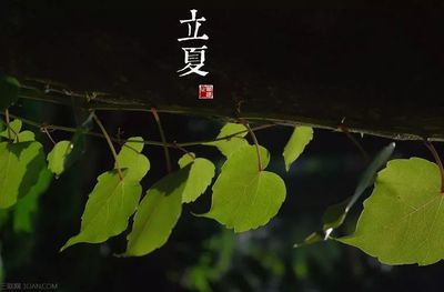 立夏的含义是什么意思