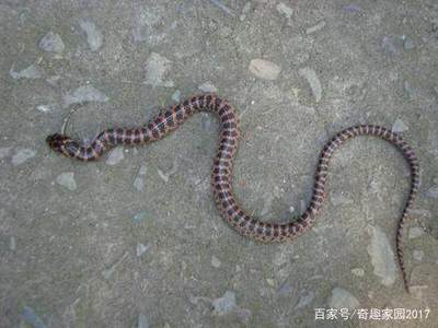 家里出现蛇是什么原因
