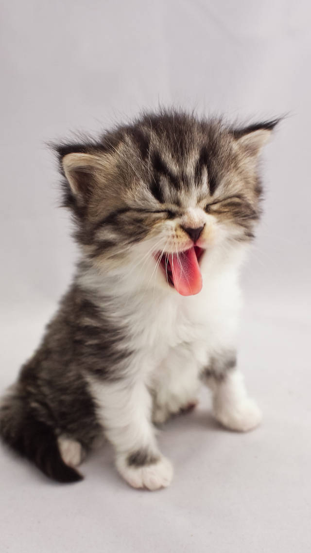 猫老吐是怎么回事