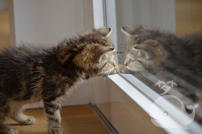 梦见猫保护自己
