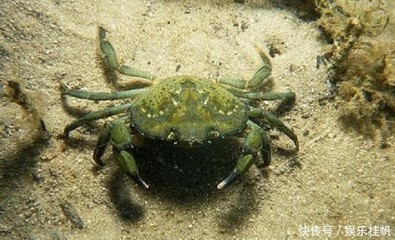 螃蟹绿色的膏可以吃吗