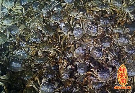做梦梦到好多螃蟹