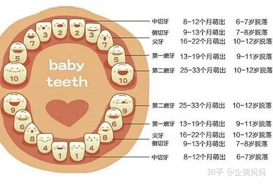 宝宝换牙图片