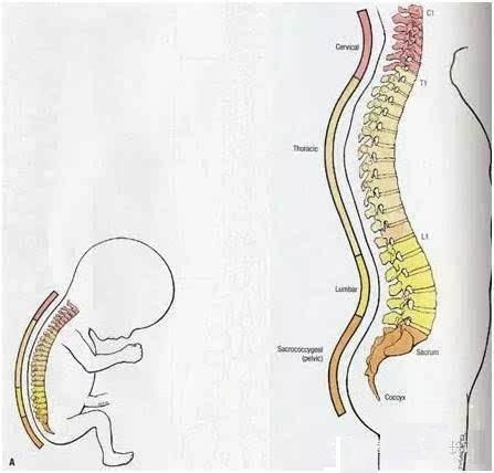 宝宝脊椎弯曲图片