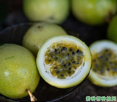 咳嗽能吃百香果吗