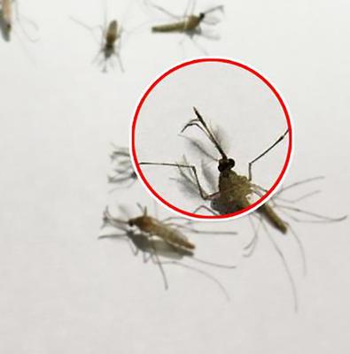 蚊子分公母吗