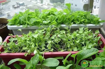 阳台种菜用什么肥料