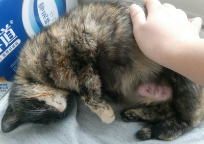 怎么知道母猫有没有怀孕