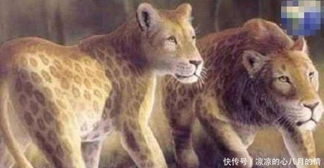 三个字的动物名字大全