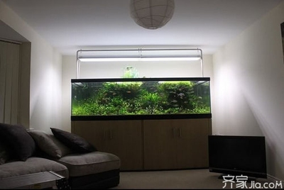 龍魚是鯉魚嗎（龍魚是鯉魚嗎圖片）