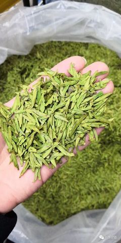 白茶哪里产的最出名
