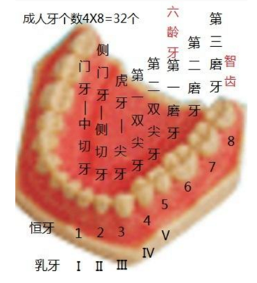 32颗牙齿的命运解析