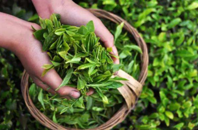 绿茶有什么功效和作用