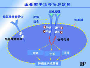 至尚娱乐平台软件Ultra版自研芯片与影像系统示意图