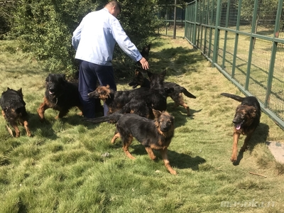 德国牧羊犬起名字大全