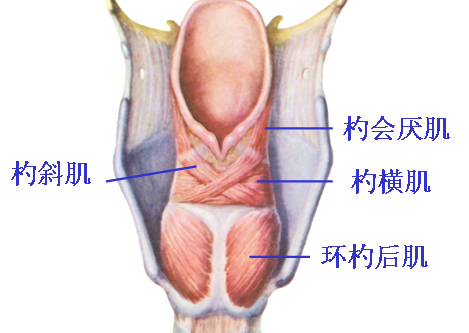 muscle 发音