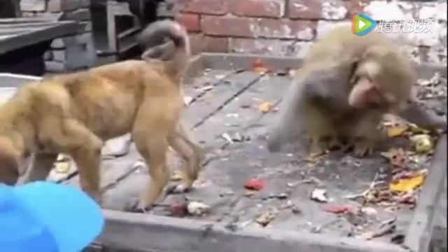 狗跟猴的属相合不合