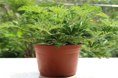 驱蚊草能放卧室吗
