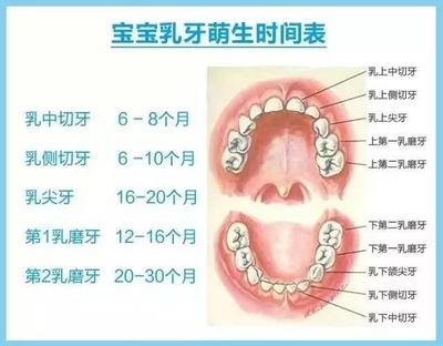宝宝乳牙什么时候长齐