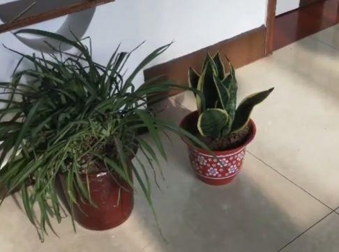厨房适合放虎皮兰