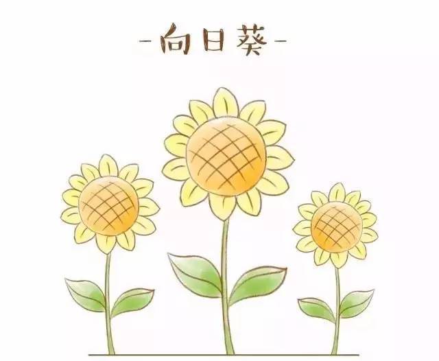 向日葵简笔画儿童画