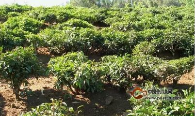 茶叶苗品种大全