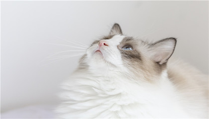 梦见一只怀孕的猫