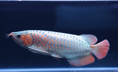 红龙鱼多长时间变色一次：红龙鱼多长时间发色一次
