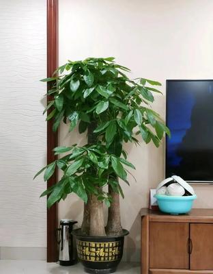 室内风水树哪种最好