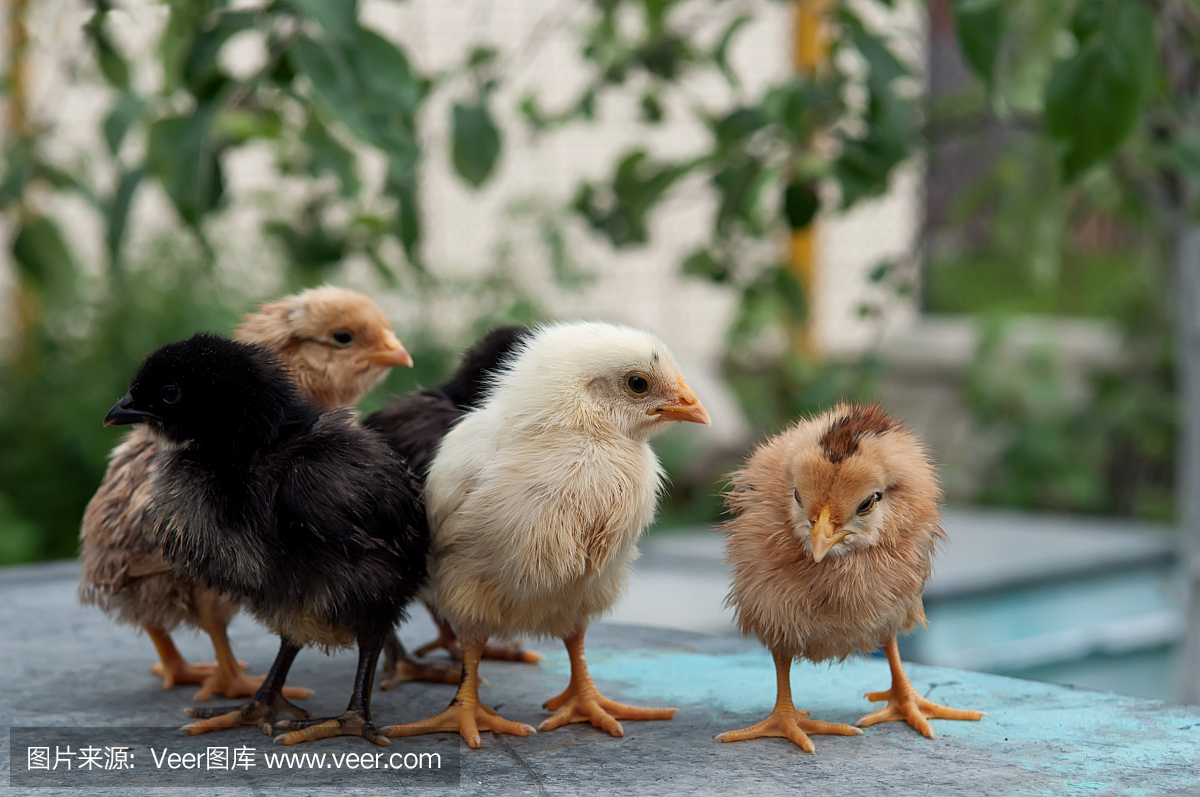 小鸡动物死会怎么样