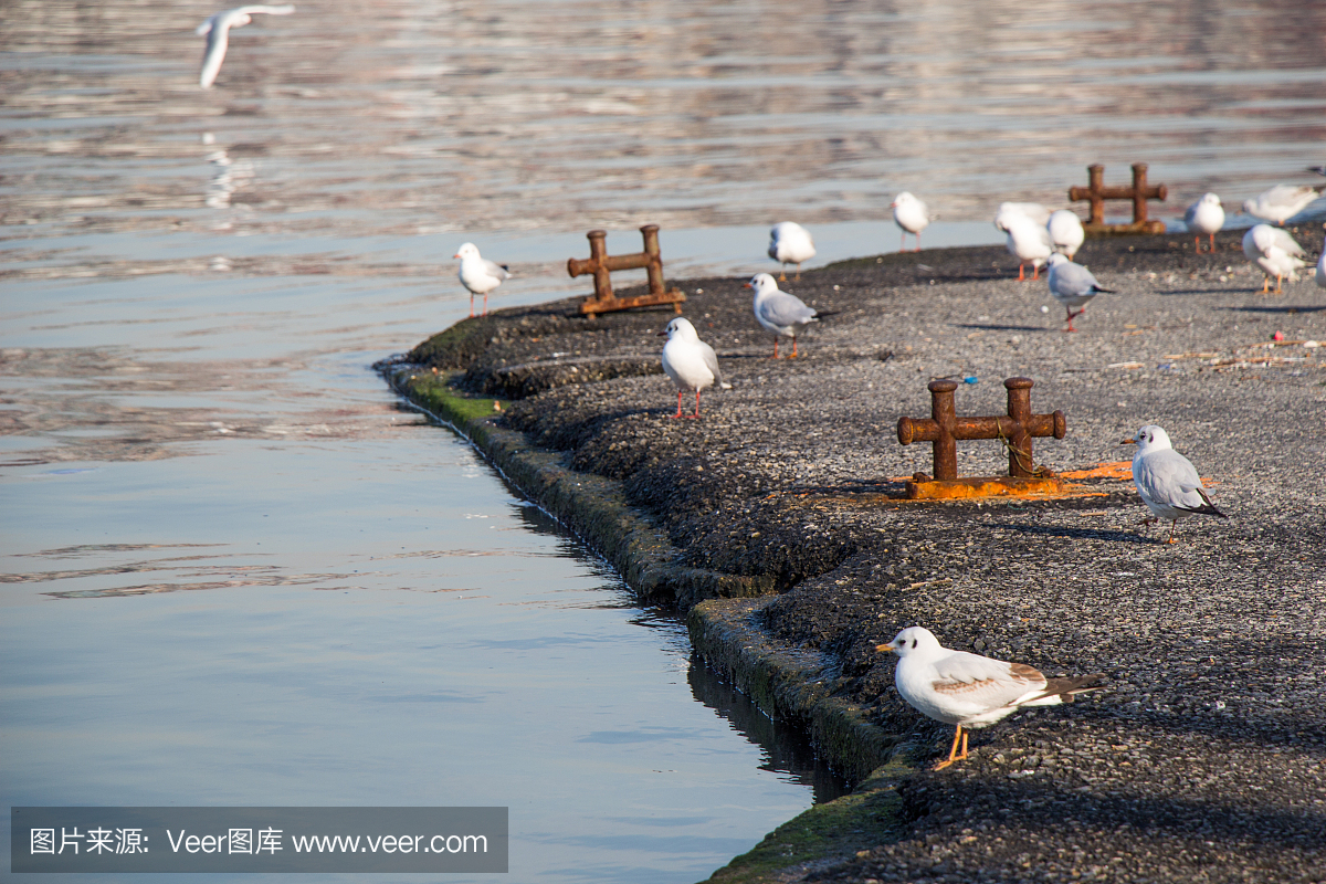海鸥住在哪里