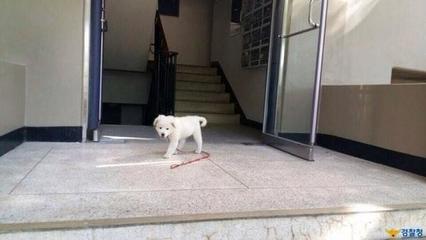 小白狗取名