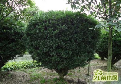 室内种植什么赚钱