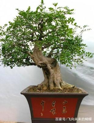 室内耐阴的盆景树桩