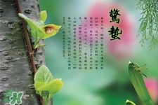 虎假半真之命是什么意思