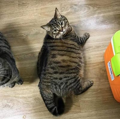 五斤的猫一天吃多少
