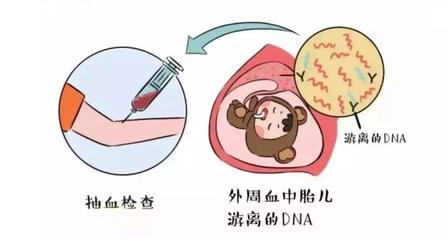 孕妇外周血