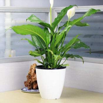 室内植物净化空气